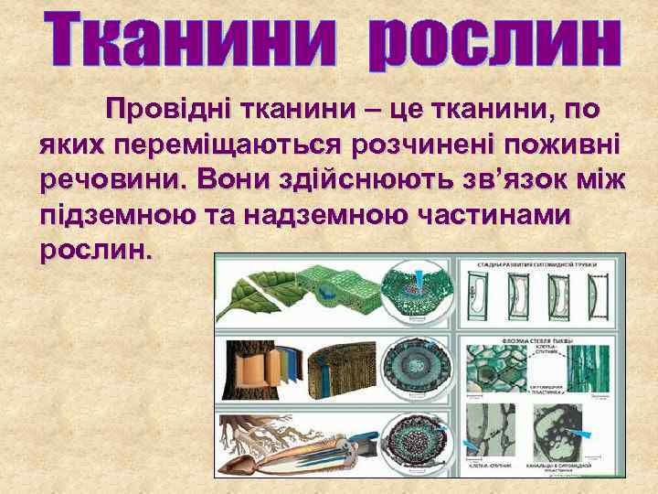 Провідні тканини – це тканини, по яких переміщаються розчинені поживні речовини. Вони здійснюють зв’язок