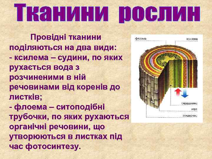 Провідні тканини поділяються на два види: - ксилема – судини, по яких рухається вода