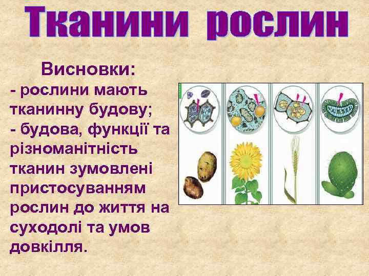 Висновки: - рослини мають тканинну будову; - будова, функції та різноманітність тканин зумовлені пристосуванням