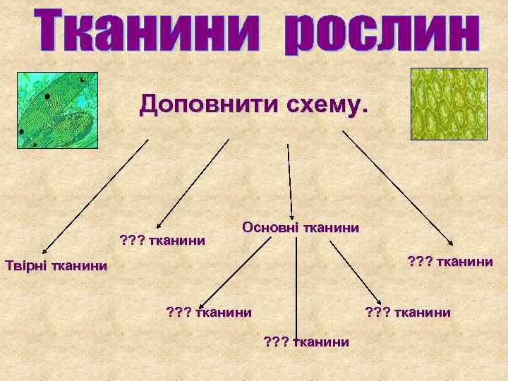 Доповнити схему. ? ? ? тканини Основні тканини ? ? ? тканини Твірні тканини