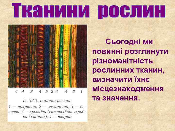 Сьогодні ми повинні розглянути різноманітність рослинних тканин, визначити їхнє місцезнаходження та значення. 