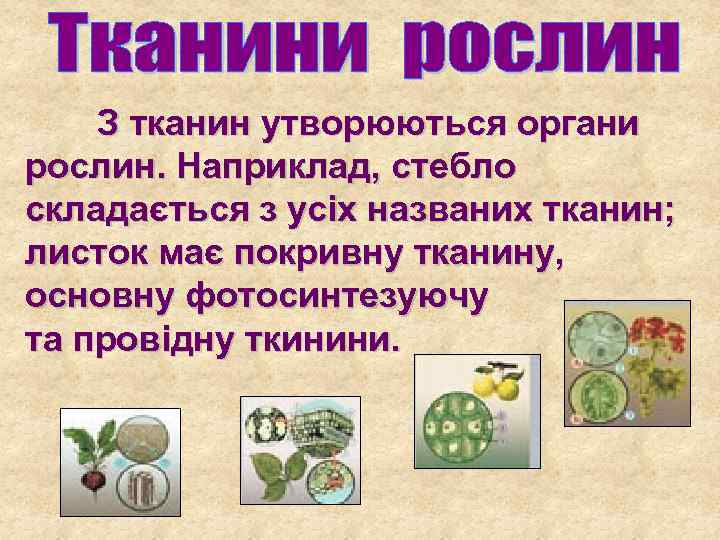 З тканин утворюються органи рослин. Наприклад, стебло складається з усіх названих тканин; листок має