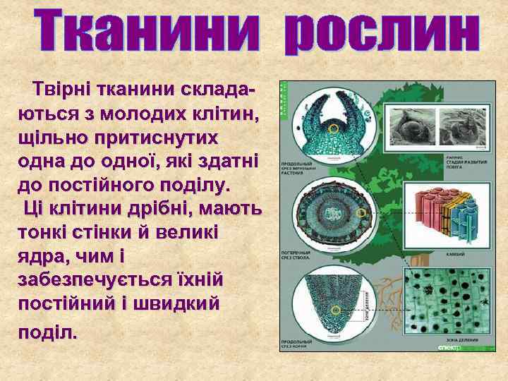 Твірні тканини складаються з молодих клітин, щільно притиснутих одна до одної, які здатні до