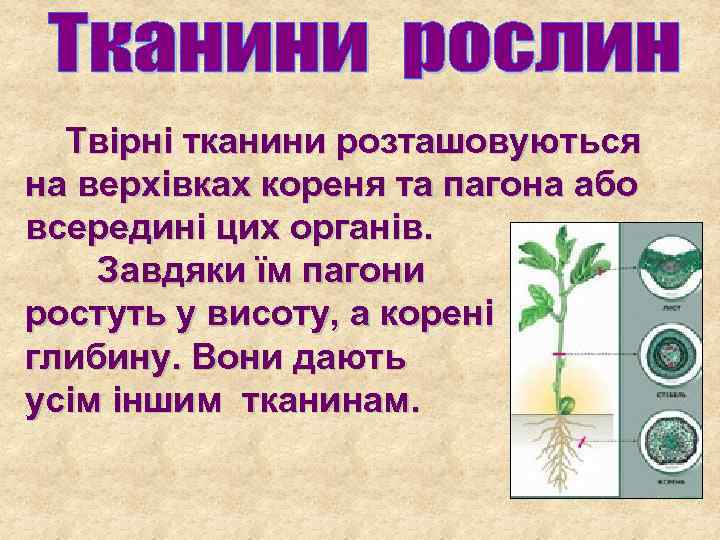 Твірні тканини розташовуються на верхівках кореня та пагона або всередині цих органів. Завдяки їм