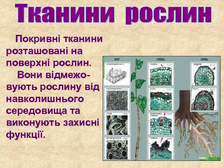 Покривні тканини розташовані на поверхні рослин. Вони відмежовують рослину від навколишнього середовища та виконують