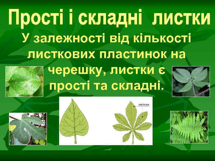 У залежності від кількості листкових пластинок на черешку, листки є прості та складні. 