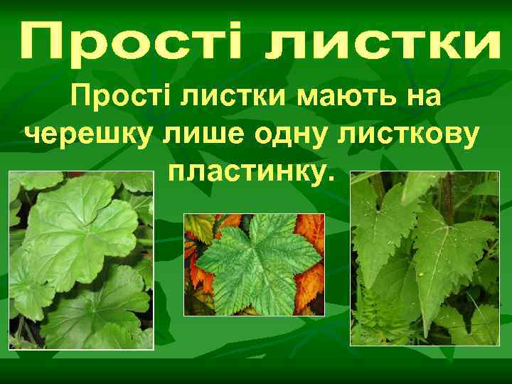 Прості листки мають на черешку лише одну листкову пластинку. 