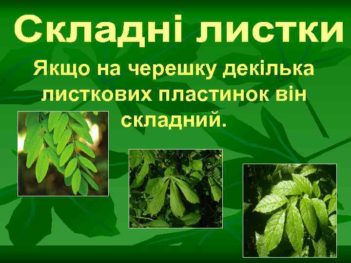 Якщо на черешку декілька листкових пластинок він складний. 