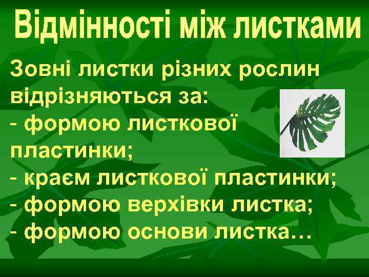 Зовні листки різних рослин відрізняються за: - формою листкової пластинки; - краєм листкової пластинки;