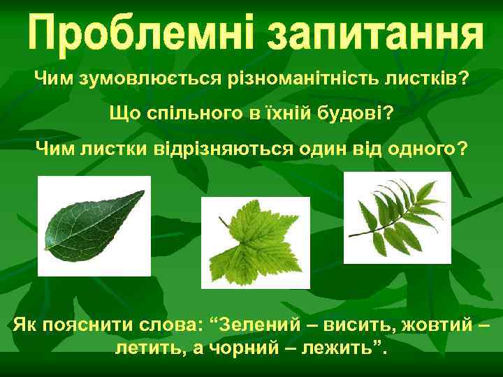 Чим зумовлюється різноманітність листків? Що спільного в їхній будові? Чим листки відрізняються один від