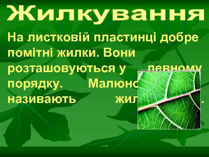 На листковій пластинці добре помітні жилки. Вони розташовуються у певному порядку. Малюнок жилок називають