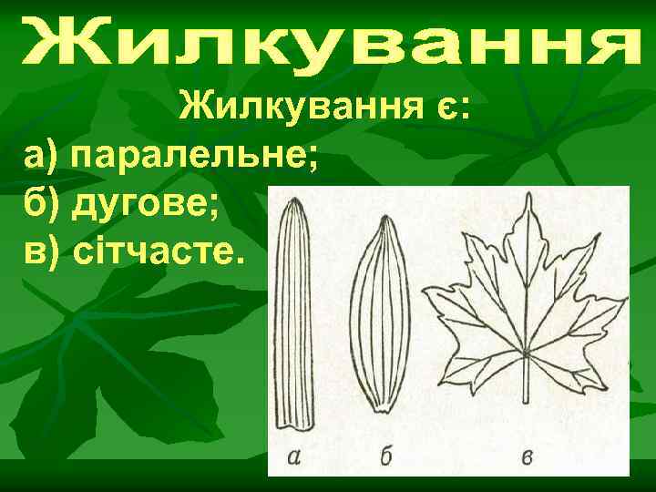 Жилкування є: а) паралельне; б) дугове; в) сітчасте. 