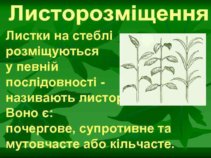 Листки на стеблі розміщуються у певній послідовності це називають листорозміщенням. Воно є: почергове, супротивне