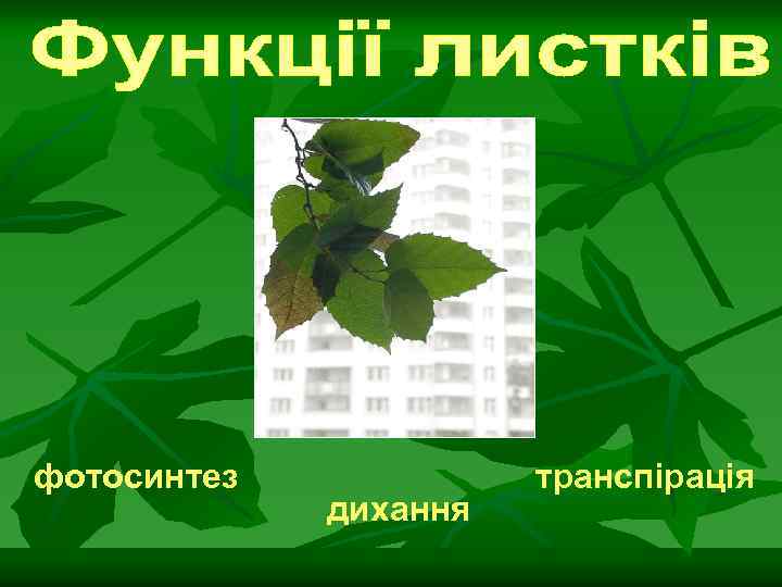 фотосинтез дихання транспірація 