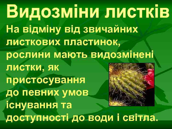 На відміну від звичайних листкових пластинок, рослини мають видозмінені листки, як пристосування до певних