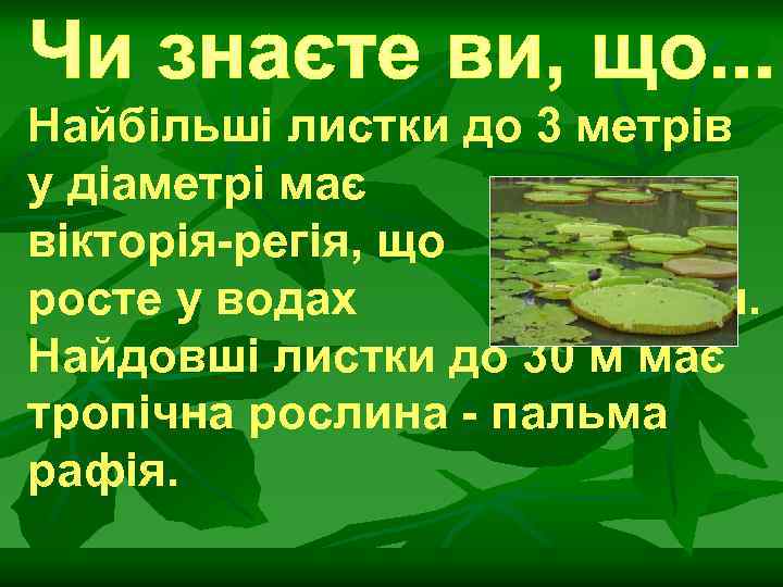 Найбільші листки до 3 метрів у діаметрі має вікторія-регія, що росте у водах Амазонки.