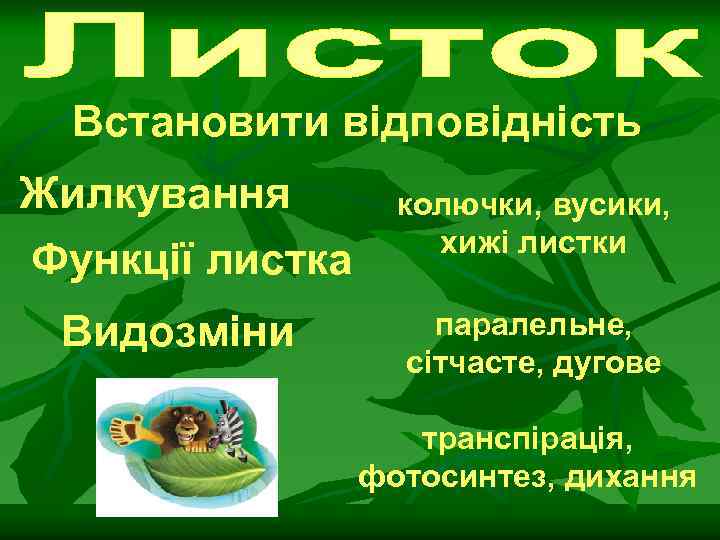Встановити відповідність Жилкування Функції листка колючки, вусики, хижі листки Видозміни паралельне, сітчасте, дугове транспірація,