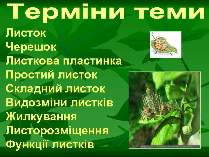 Листок Черешок Листкова пластинка Простий листок Складний листок Видозміни листків Жилкування Листорозміщення Функції листків