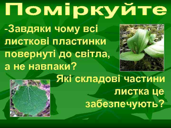 -Завдяки чому всі листкові пластинки повернуті до світла, а не навпаки? Які складові частини