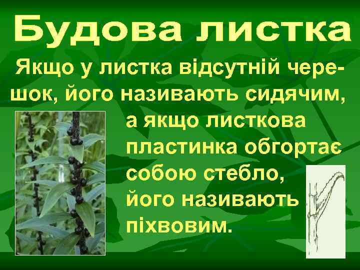 Якщо у листка відсутній черешок, його називають сидячим, а якщо листкова пластинка обгортає собою