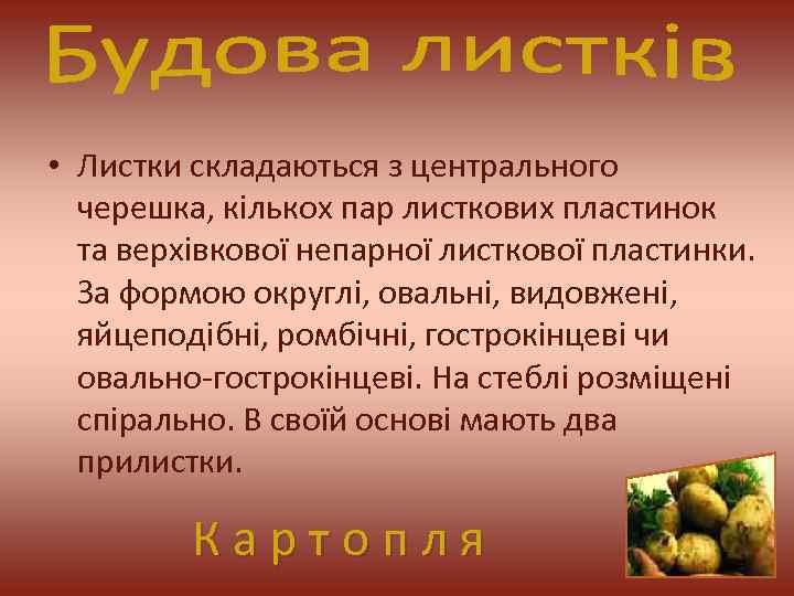  • Листки складаються з центрального черешка, кількох пар листкових пластинок та верхівкової непарної