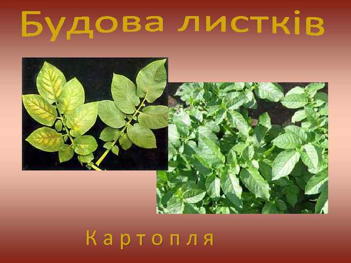 К а р т о п л я 