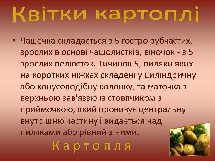  • Чашечка складається з 5 гостро-зубчастих, зрослих в основі чашолистків, віночок - з