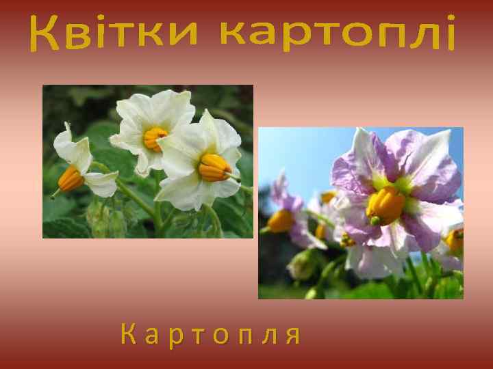 К а р т о п л я 