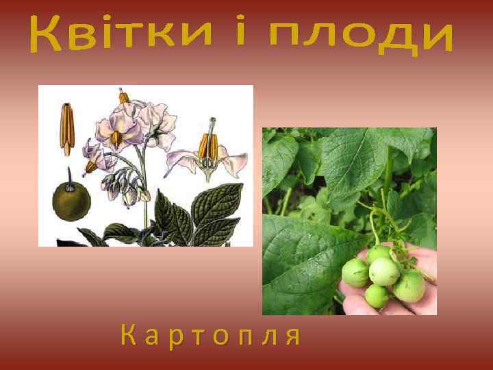 К а р т о п л я 