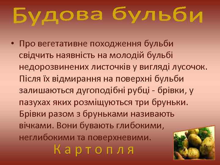 • Про вегетативне походження бульби свідчить наявність на молодій бульбі недорозвинених листочків у