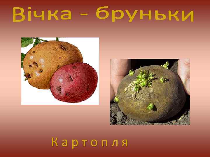 К а р т о п л я 