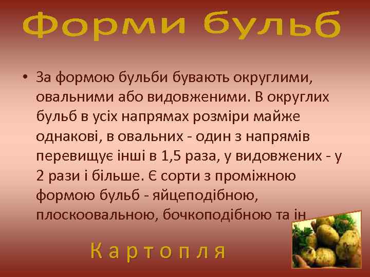  • За формою бульби бувають округлими, овальними або видовженими. В округлих бульб в