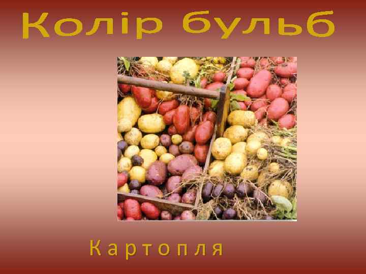 К а р т о п л я 