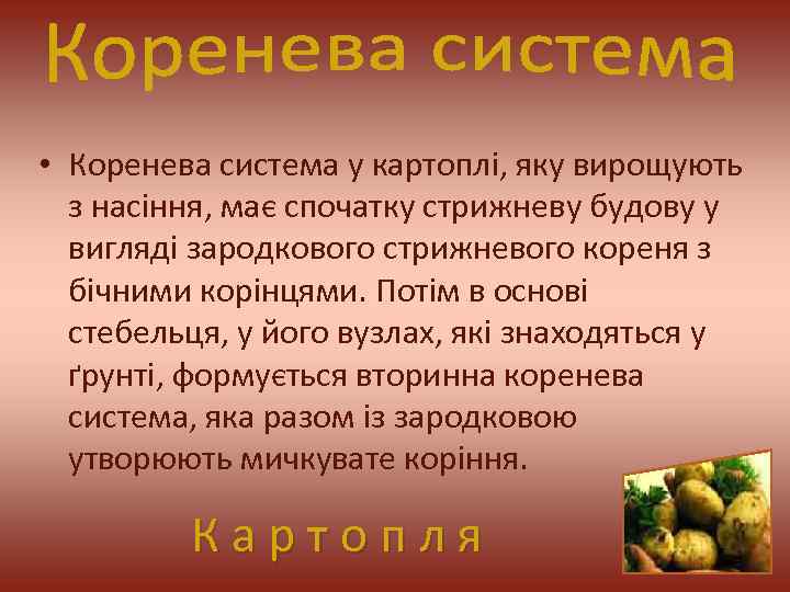  • Коренева система у картоплі, яку вирощують з насіння, має спочатку стрижневу будову