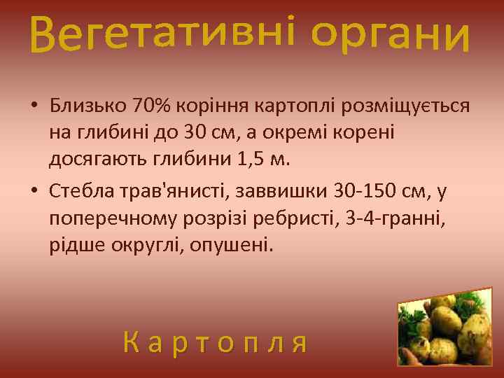  • Близько 70% коріння картоплі розміщується на глибині до 30 см, а окремі