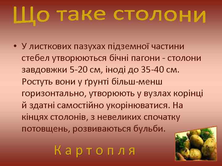  • У листкових пазухах підземної частини стебел утворюються бічні пагони - столони завдовжки