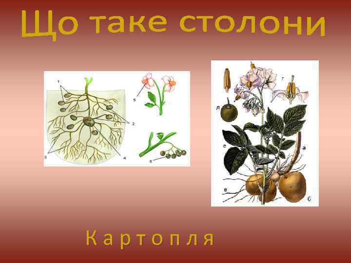 К а р т о п л я 