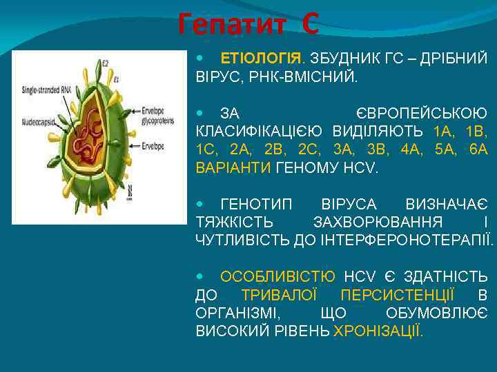 Гепатит С ЕТІОЛОГІЯ. ЗБУДНИК ГС – ДРІБНИЙ ВІРУС, РНК-ВМІСНИЙ. ЗА ЄВРОПЕЙСЬКОЮ КЛАСИФІКАЦІЄЮ ВИДІЛЯЮТЬ 1