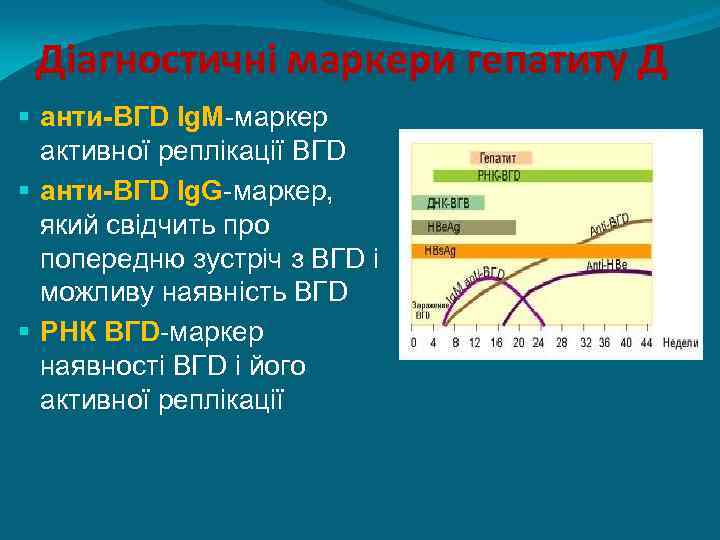 Діагностичні маркери гепатиту Д § анти-ВГD Ig. M-маркер активної реплікації ВГD § анти-ВГD Ig.