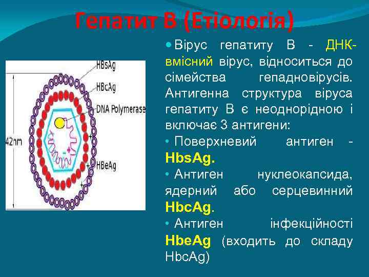 Гепатит В (Етіологія) Вірус гепатиту В - ДНКвмісний вірус, відноситься до сімейства гепадновірусів. Антигенна