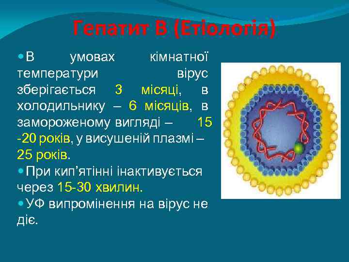 Гепатит В (Етіологія) В умовах кімнатної температури вірус зберігається 3 місяці, в холодильнику –