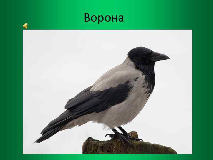 Ворона 