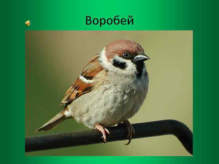 Воробей 