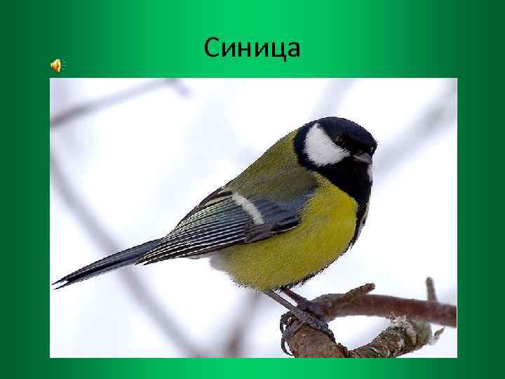 Синица 