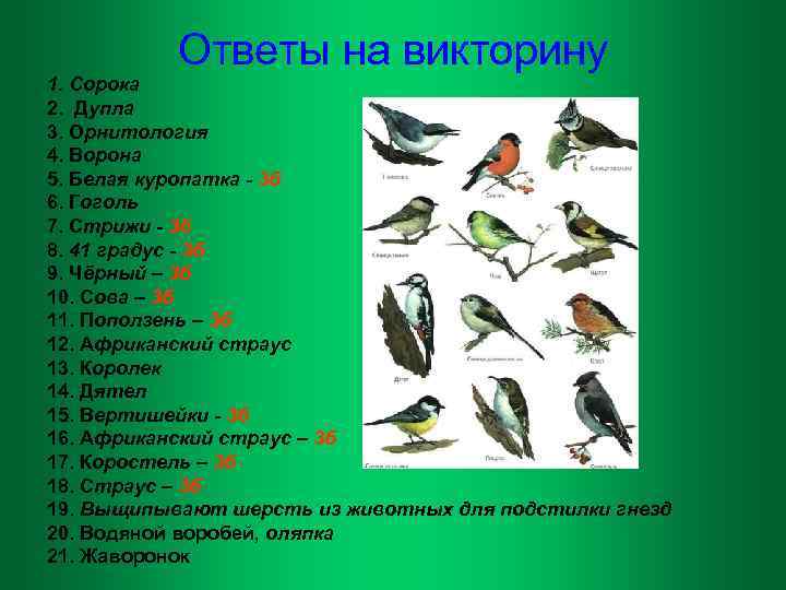 Ответы на викторину 1. Сорока 2. Дупла 3. Орнитология 4. Ворона 5. Белая куропатка