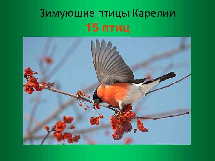 Зимующие птицы Карелии 15 птиц 