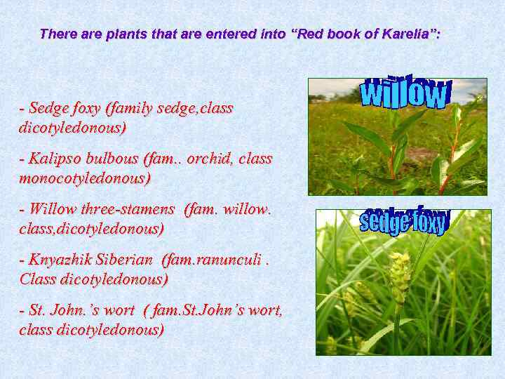 There are plants that are entered into “Red book of Karelia”: - Sedge foxy