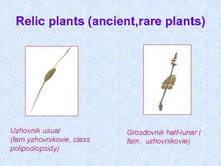 Relic plants (ancient, rare plants) Uzhovnik usual (fam. yzhovnikovie, class polipodiopsidy) Grozdovnik half-lunar (