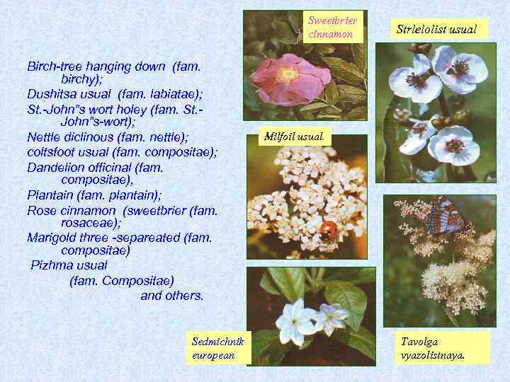 Sweetbrier cinnamon Birch-tree hanging down (fam. birchy); Dushitsa usual (fam. labiatae); St. -John”s wort