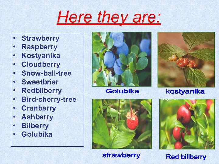 Here they are: • • • Strawberry Raspberry Kostyanika Cloudberry Snow-ball-tree Sweetbrier Redbilberry Bird-cherry-tree